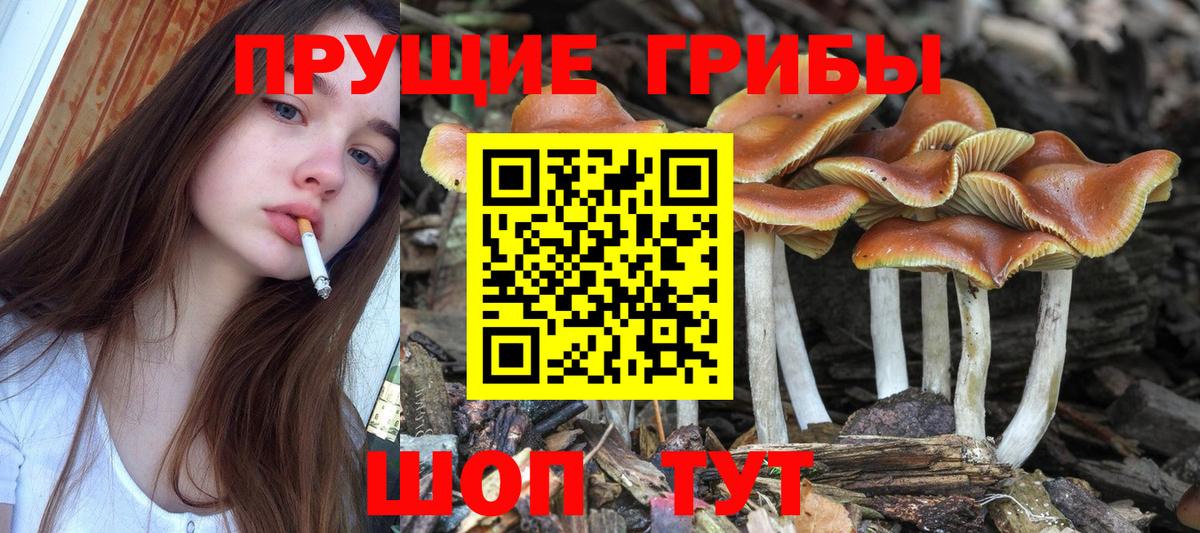 Галлюциногенные грибы MAGIC MUSHROOMS  Вход с VPN  закладка  Каменск-Шахтинский 
